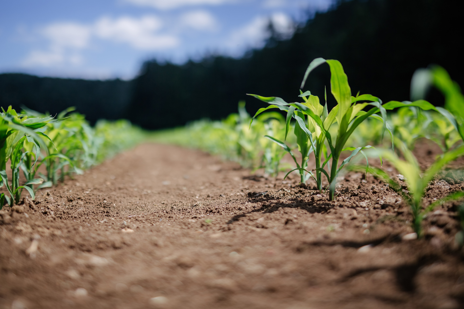 Agricoltura e allevamento